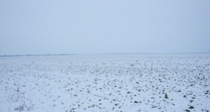 Gerul din ultima săptămână distruge culturile agricole