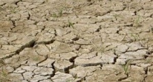 Seceta a făcut ravagii în culturile din judeţ