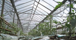 Producătorii de legume vor primi despăgubiri pentru serele distruse