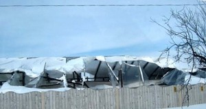 Trufandalele de primăvară, distruse de zăpadă şi ger