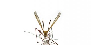 Un buzoian, infestat cu virusul West Nile