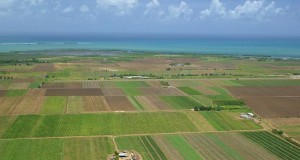 APIA lansează campania de primire a cererilor de plată pentru măsurile de sprijin pe suprafaţă