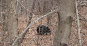 Urs prins într-un gard de plasă, salvat de jandarmi