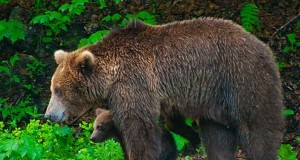 Autorităţile locale, depăşite de situaţiile de criză inedite