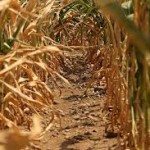 Secetă şi sărăcie în Bărăganul buzoian