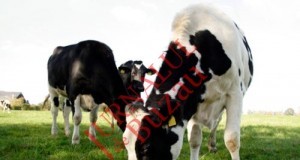 Sectorul zootehnic primeste transa a doua de la APIA