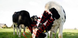 Fermierii mai pot depune cereri de subventii pentru lapte pana pe 15 februarie