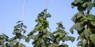 Din categoria ce se mai fură : castani-80 de număr!