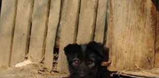 Parlamentarii cer puşcărie pentru stăpânii care îşi ţin câinii legaţi