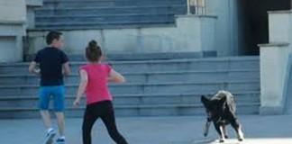 Elevii buzoieni învaţă să se poarte cu maidanezii pentru a nu mai fi muşcaţi