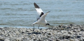 Dosarele pentru atribuirea în custodie a ariilor naturale protejate se pot depune până pe 1 aprilie