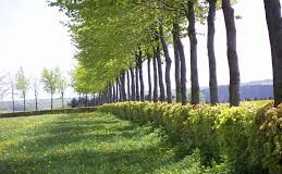 Exclusiv ! În judeţul Buzău se vor planta perdele forestiere pe 77 de hectare