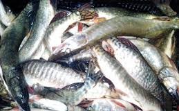 Evaziune cu miros de peşte