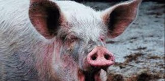 Bătrân mort în cocina porcilor. Avea mâinile şi urechile mâncate