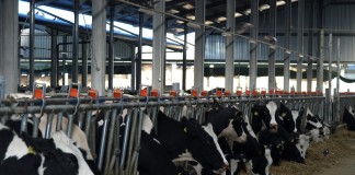 Crescătorii de vaci şi porcine vor beneficia de un sprijin financiar în valoare de 11 milioane euro