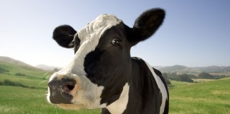Fermierii din sectorul laptelui pot depune cerere de ajutor financiar de 240-2.900 euro pe beneficiar