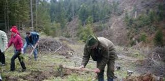 Peste 30 de hectare de pădure, împădurite în judeţ