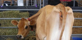 Vezi ce au descoperit inspectorii sanitar-veterinari în primele două zile de control ale producției și comercializării laptelui