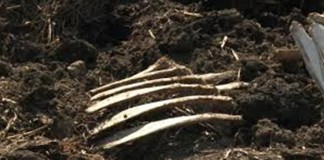 Focar de infecţie la Vadu- Paşii, hoituri de animale aruncate la voia întâmplării
