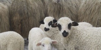 Vezi aici care vor fi la Buzău punctele temporare de sacrificare a mieilor