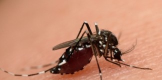Primarii în alertă! Trebuie să combată ţânţarul tigru , purtător al virusului Zika