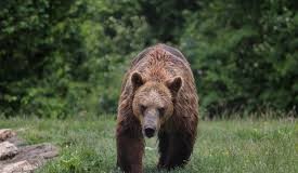 Un urs uriaş prins într-o capcană eliberat la Buzău