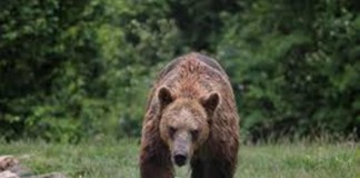 ULTIMA ORĂ Urşii au început atacul! Vezi aici ce pagube au făcut