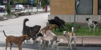 Problema maidanezilor, greu de gestionat. Eutanasierea este interzisă, locurile în padocuri, limitate