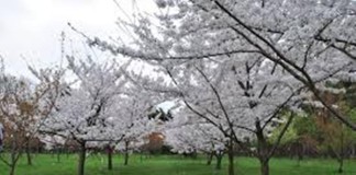 Cireşele de mai şi caisele, mai puţine şi mai scumpe