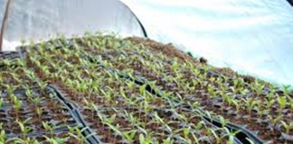 Atenţie la seminţele pe care le cumpăraţi ! Pot fi contrafăcute