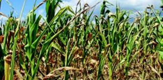 Îngrijorare pentru agricultori. Se estimează că va fi o vară secetoasă