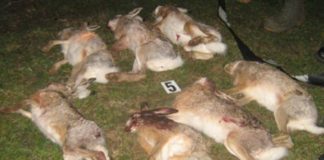 Percheziţii la persoane bănuite de braconaj cinegetic