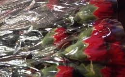 Primarul din Calvini, Nicolae Curelea, a felicitat astazi toate doamnele si domnisoarele 8 martie