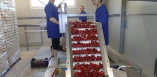 Vremea nebună ne lasă fără cireşe româneşti