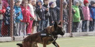 Guvernul Statelor Unite ale Americii va dona Jandarmeriei Române patru câini specializați în detectarea explozibililor