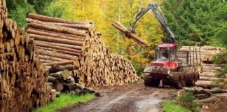 Şeful Ocolului Silvic Siriu, arestat preventiv