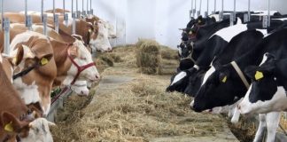 Ajutorul de la stat, pentru ameliorarea raselor de animale