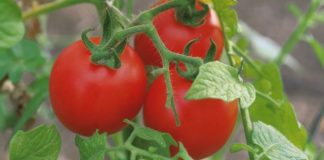 SCDL Buzau testeaza 10 hibrizi de tomate. Noile creatii au fructe mari si sunt rezistente la boli si daunatori