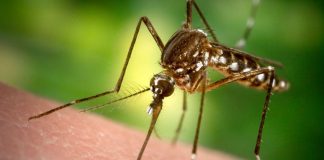 Avertisment pentru toţi românii. Modalităţile prin care se TRANSMITE VIRUSUL ZIKA