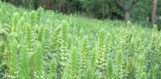 Planta medicinala folosita de astronauti, aclimatizata cu succes la SCDL Buzau. Vezi aici la ce foloseste