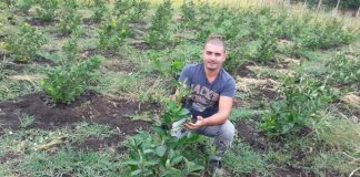 Idei de afaceri: Cum a pornit un IT-ist din Buzau o afacere profitabila cu aronia