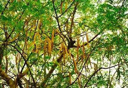 Moringa Oleifera, arborele care poate inlocui carnea, aclimatizat de cercetatorii SCDL Buzau