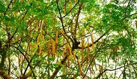 Moringa Oleifera, arborele care poate inlocui carnea, aclimatizat de cercetatorii SCDL Buzau