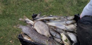 Râul Călmăţui, poluat de dejecţii deversate în apă