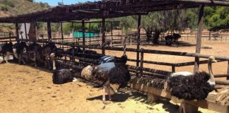 Afla aici povestea unui inginer naval care si-a facut o ferma de struti in Buzau