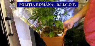 Isprava unui buzoian de 20 de ani. Planta cannabis în ghivece şi vindea producţia prietenilor