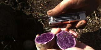 Cercetătorul Costel Vânătoru, profesor pentru legumicultorii pasionaţi din toată ţara