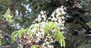 Anomalie a naturii. Au înflorit din nou castanii!