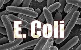 ALERTĂ NAŢIONALĂ. ANSVSA a transmis că O BACTERIE GROAZNICĂ AMENINŢĂ viaţa românilor. Detalii de ultimă oră despre JUDEŢELE AFECTATE