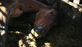 Cal lăsat să moară pe un câmp, lângă Râmnicu Sărat